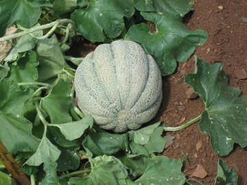 Casaba Seeds