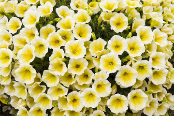 Petunia Seeds - Shock Wave Yellow