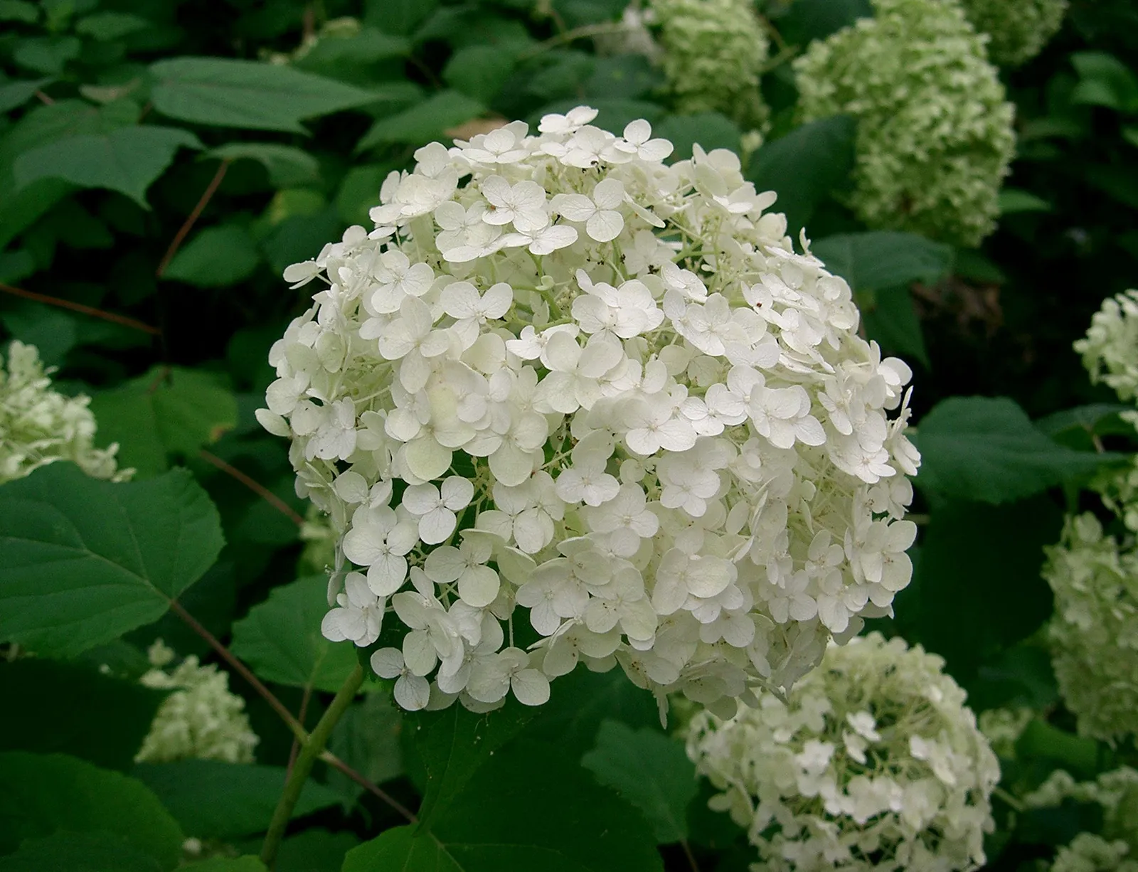 Climbing Hydrangea Seeds – Anomala