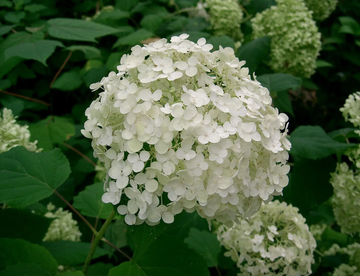 Climbing Hydrangea Seeds – Anomala