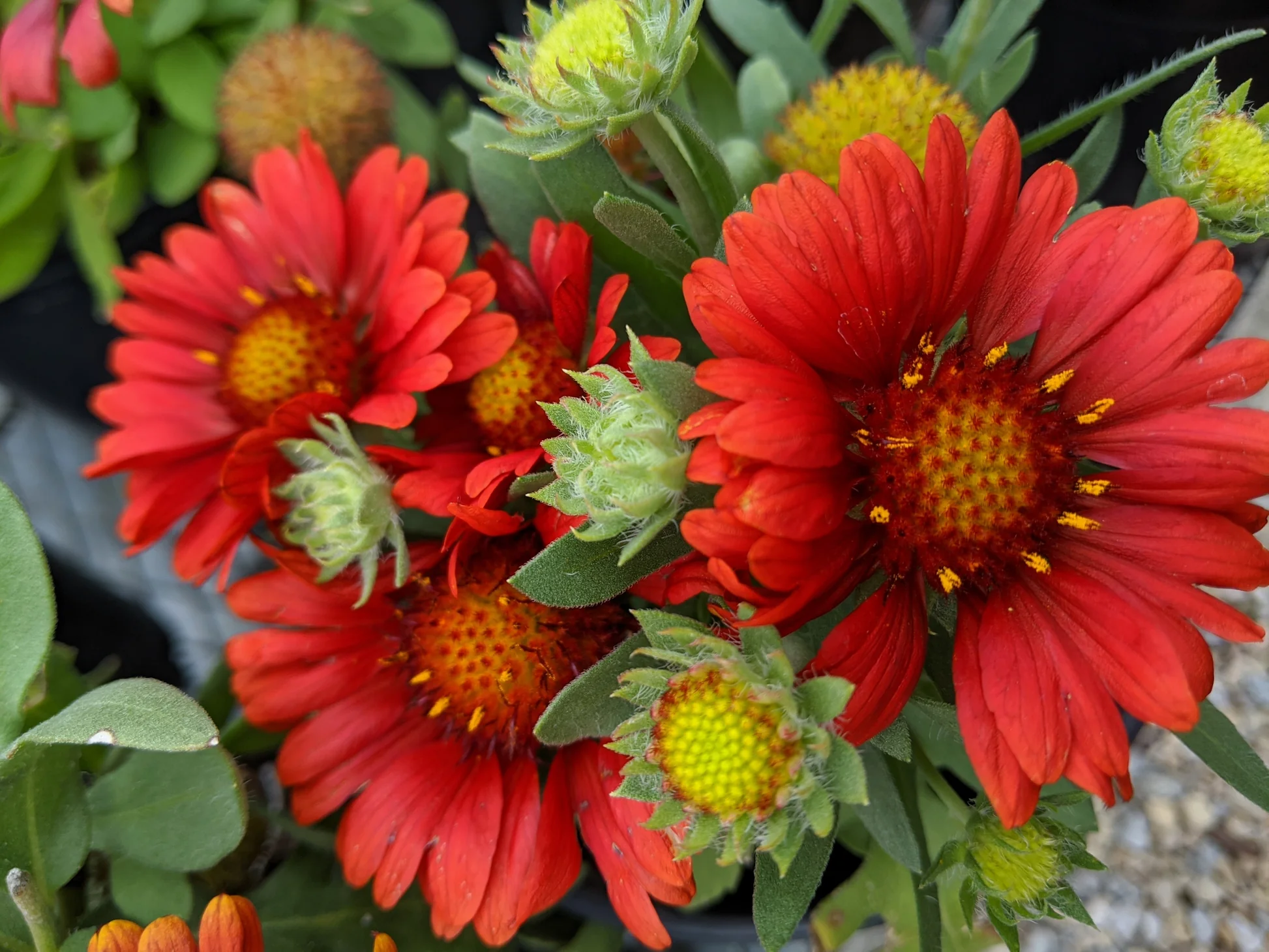 Gaillardia Seeds – Grandiflora Blanket