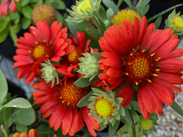 Gaillardia Seeds – Grandiflora Blanket