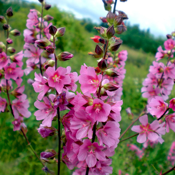 Checkermallow Seeds – Pink