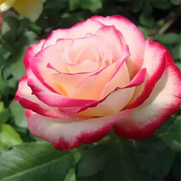 Rosa Seeds - Double Delight