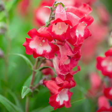 Penstemon Seeds – Hartwegii