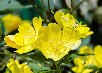 Evening Primrose Seeds – Oenothera Lamarckiana