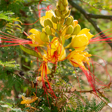 Desert Bird of Paradise Seeds – Yellow and Red Blooms