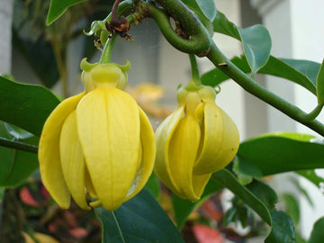 Ylang-Ylang Seeds – Aromatic Blooming