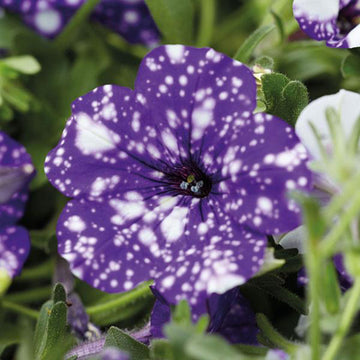 Petunia Seeds – Night Sky