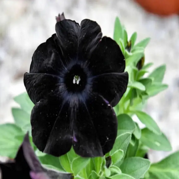 Petunia Seeds – Black