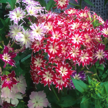 Phlox Seeds – Twinkle Star