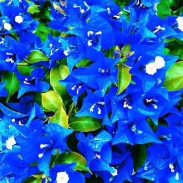 Bougainvillea Seeds – Balcony Blue