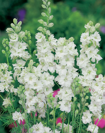 Larkspur Seeds – White King