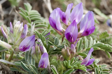 Astragalus Crassicarpus  Seeds – Heirloom, Hardy