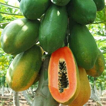 Papaya Seeds