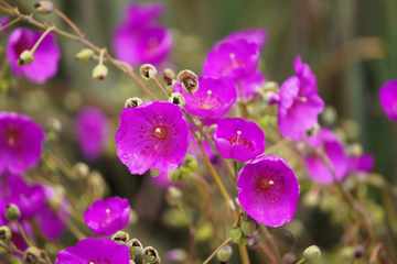 Calandrinia Seeds – Ruby Tuesday