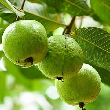 Guava Seeds - Sweet