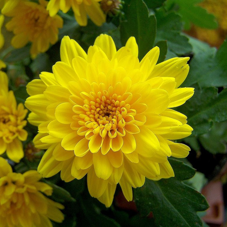 Chrysanthemum Indicum Seeds – Hardy Perennial Blooms