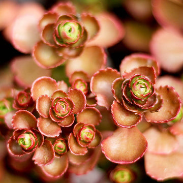 Sedum Seeds – Spurium