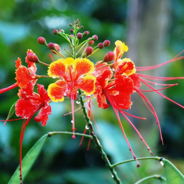 Peacock Seeds – Dwarf Poinciana