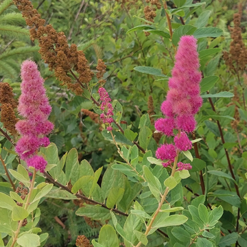 Spiraea Douglasii Seeds – Hardy Pink Bloom