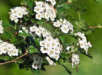 Hawthorn Seeds - Downy