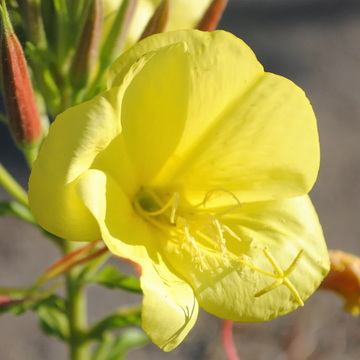 Evening Primrose Seeds – Missouri