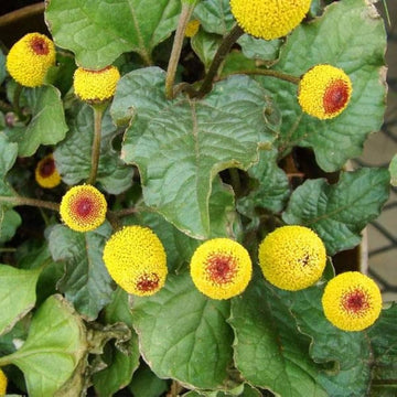 Acmella Oleracea Seeds – Toothache Plant