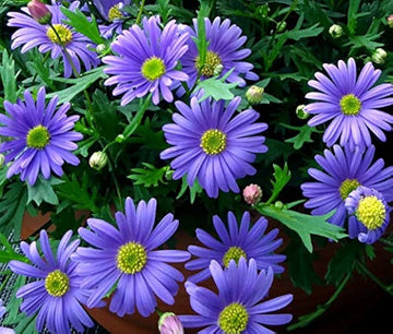 Swan River Daisy Seeds – Hardy Annual Blooms