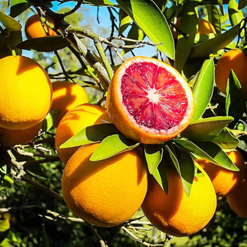 Orange Seeds – Blood Tree