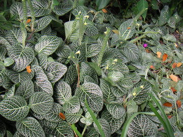 Fittonia Seeds – Albivenis