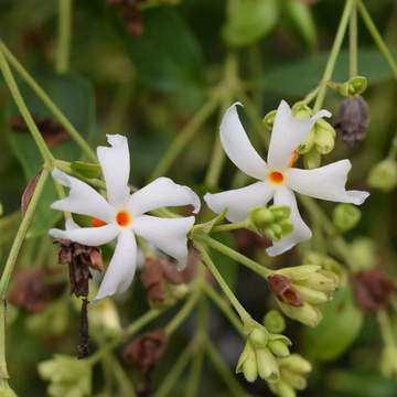 Cestrum Nocturnum Seeds – Night Jasmine