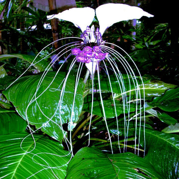 White Bat  Seeds – Tacca Integrifolia