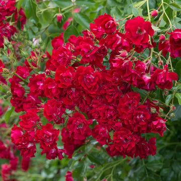 Japanese Rose Seeds – Hardy Perennial Blooms