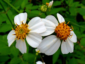Bidens Alba Seeds – Butterfly Needles