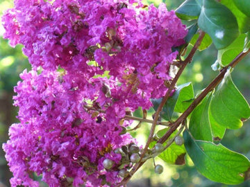 Crepe Myrtle Seeds – Purple