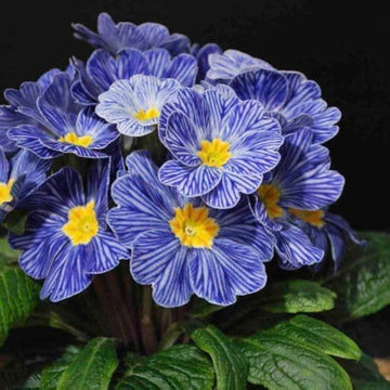 Primula Seeds – Zebra Blue