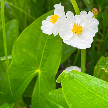 Broadleaf Arrowhead Seeds –  Aquatic