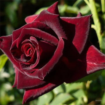 Rose Seeds – Black Baccara