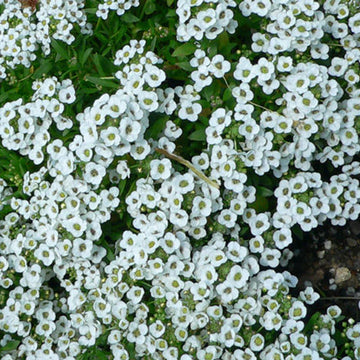 Alyssum Seeds – Teal