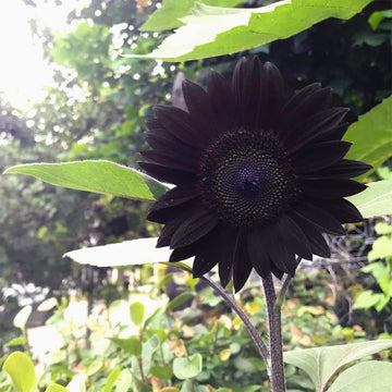Sunflower Seeds – Black
