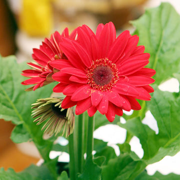 Gerbera Daisy Seeds – Vibrant Mixed Colors