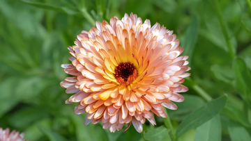 Calendula Seeds – Zeolights