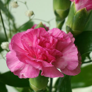 Carnation Seeds – Pink