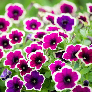 Petunia Seeds - Multiflora Mixed