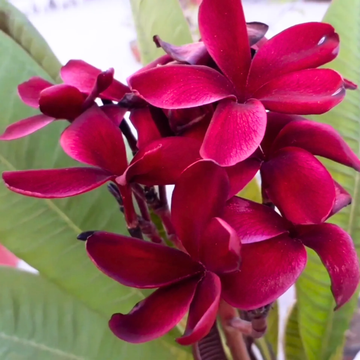 Plumeria Seeds – Red