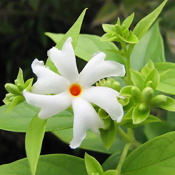 Night Blooming Jasmine Seeds – Fragrant White Blooms