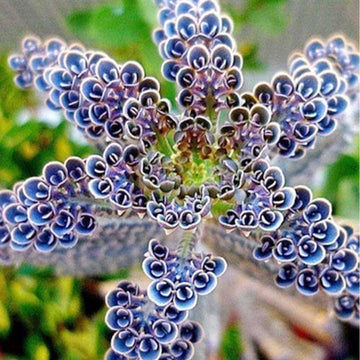 Kalanchoe Seeds – Rare Dark Blue