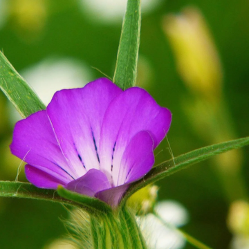 Corncockle Seeds – Common Corncockle