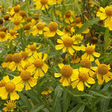 Helenium Seeds – Autumnale
